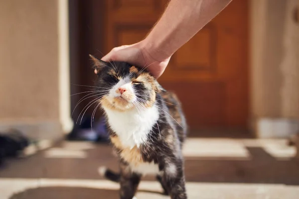 Domestic Life Pet Man Stroking His Mottled Cat Entrance House — Stock Photo, Image