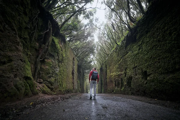 人类的后视镜是在神秘的雾雾森林中 沿着岩石之间的路走着 Tenerife 加那利群岛 西班牙 — 图库照片