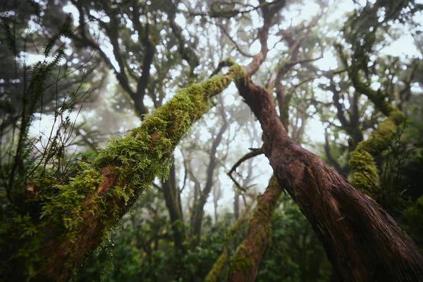 Árvores Misteriosa Floresta Nebulosa Parque Nacional Anaga Tenerife Espanha — Fotografia de Stock