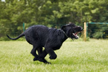 Çimenlerde koşan köpek. Kara Dev Schnauzer yaz günü çayırlarda koşuyor.