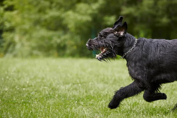 Perro Corriendo Hierba Black Giant Schnauzer Corriendo Por Prado Durante —  Fotos de Stock