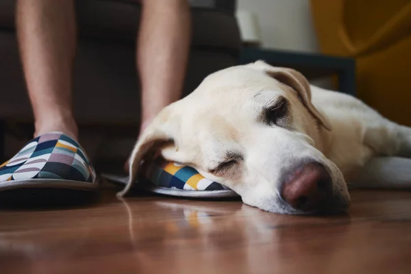 Viejo Perro Durmiendo Pierna Dueño Lealtad Labrador Retriever Descansando Casa —  Fotos de Stock