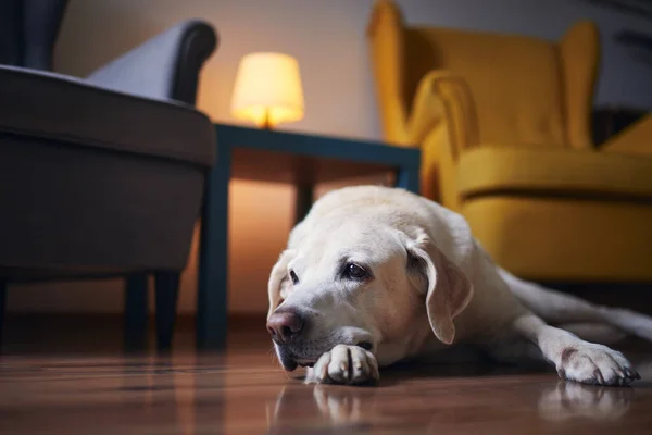 Trött Hund Väntar Hemma Senior Labrador Liggande Mot Stolar Vardagsrummet — Stockfoto