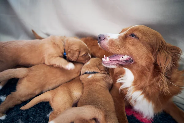 Cão Fêmea Amamentando Cachorros Bonitos Recém Nascidos Nova Escócia Pato — Fotografia de Stock