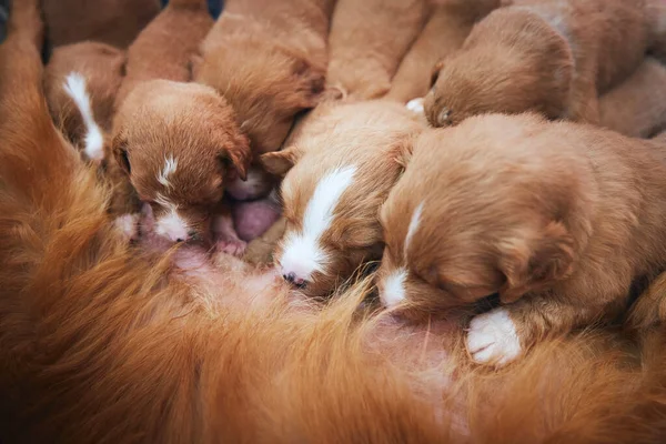 Cão Fêmea Amamentando Cachorros Bonitos Recém Nascidos Nova Escócia Pato — Fotografia de Stock