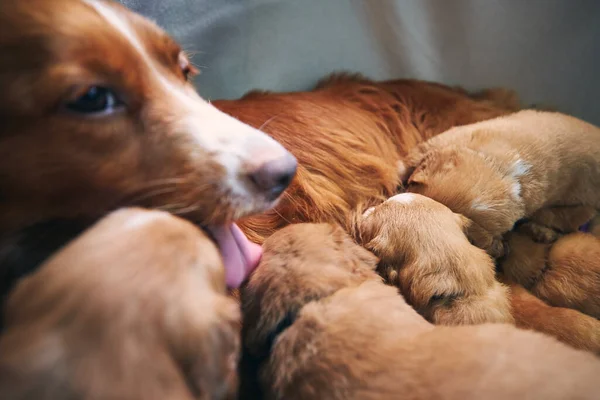 Cão Fêmea Amamentando Cachorros Bonitos Recém Nascidos Nova Escócia Pato — Fotografia de Stock