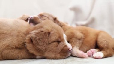 Evde uyuyan sevimli köpekler. Nova Scotia Duck Tolling Retriever 'ın safkan yavruları. 4K çözünürlükte gerçek zamanlı görüntüler. 