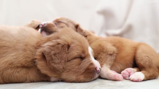 Lindos Perros Durmiendo Casa Cachorros Raza Pura Nova Scotia Duck — Vídeos de Stock