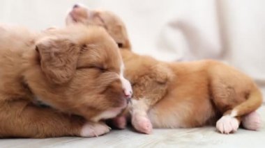 Evde uyuyan üç sevimli köpek. Nova Scotia Duck Tolling Retriever 'ın safkan yavruları. 4K çözünürlükte gerçek zamanlı görüntüler. 