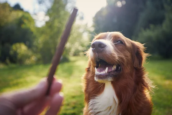 Pet Owner Holding Treat His Dog Nova Scotia Duck Tolling — Stock Photo, Image