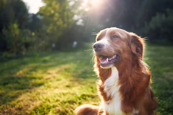 Vidám Kutya Portréja Vidéken Skócia Duck Tolling Retriever Réten Naplementekor — Stock Fotó