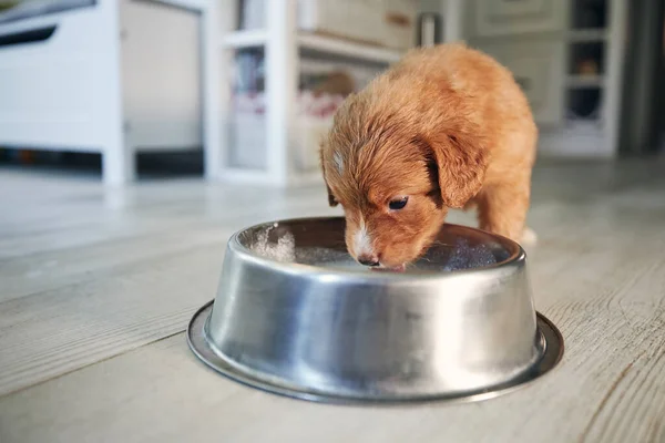 Fütterung Hungriger Hunde Welpe Von Nova Scotia Duck Tolling Retriever — Stockfoto