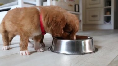 Aç köpeklerle beslenmek. Nova Scotia Duck Tolling Retriever 'ın yavru köpeği ev mutfağında metal kaseden yemek yiyor..