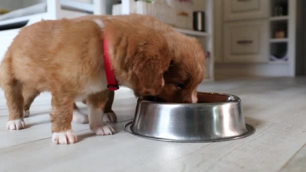 Feeding Hungry Dogs Puppiew Nova Scotia Duck Tolling Retriever Eating — Stock Video