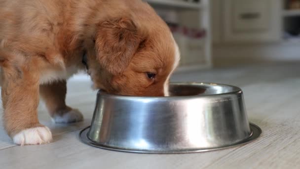 空腹の犬への給餌 パピーのノバスコシアダックトロールホームキッチンで金属ボウルから食べることはありません — ストック動画