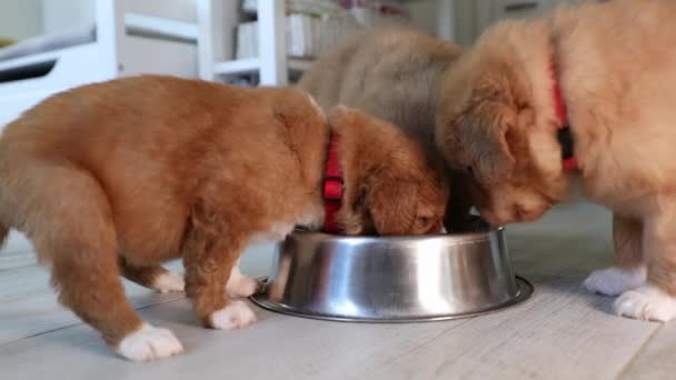 Alimentación Tres Perros Hambrientos Cachorros Nova Scotia Duck Tolling Retriever Vídeo De Stock