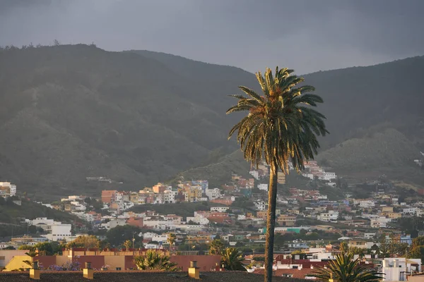 San Cristobal Laguna Karşı Palmiye Ağacı Tenerife Kanarya Adaları Spanya — Stok fotoğraf