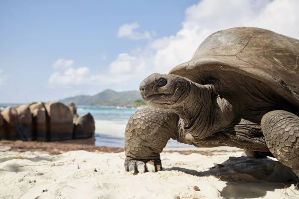 Tartaruga Gigante Aldabra Praia Areia Vista Perto Tartaruga Contra Paisagem — Fotografia de Stock