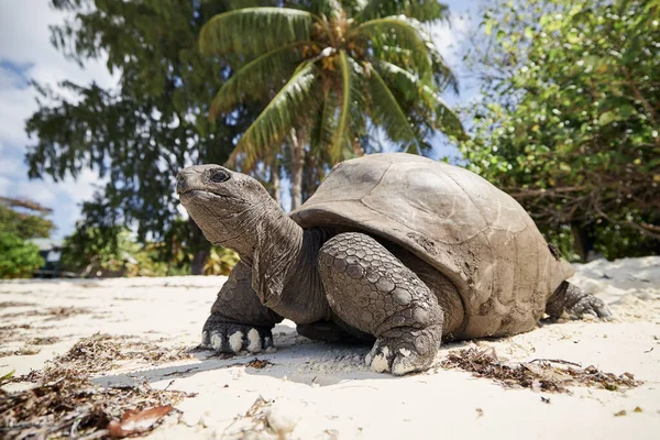 Aldabra Óriás Teknős Homokos Parton Közelkép Teknős Seychelle Szigeteken — Stock Fotó