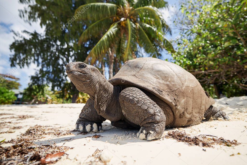 Aldabra giant tortoise on sand beach. Close-up view of turtle in Seychelles