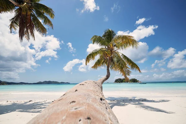 Palma Sulla Spiaggia Sabbia Bianca Giorno Idilliaco Nella Destinazione Viaggio — Foto Stock