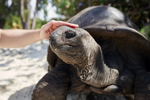 Nahaufnahme Menschlicher Hand Die Aldabra Riesenschildkröte Auf Dem Kopf Streichelt — Stockfoto