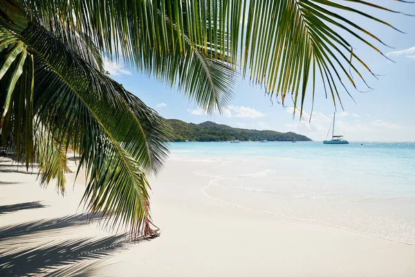 Palmblad Vacker Vit Sandstrand Med Turkost Hav Anse Lazio Seychellerna — Stockfoto
