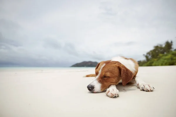 Söt Hund Sover Vacker Vit Sandstrand Mot Havet — Stockfoto