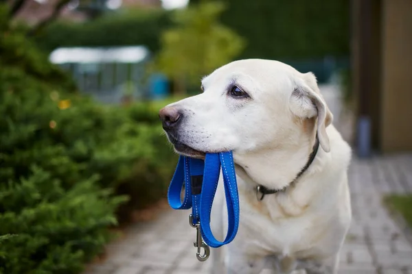 Hund Väntar Promenad Labrador Retriever Stående Med Koppel Munnen Mot — Stockfoto