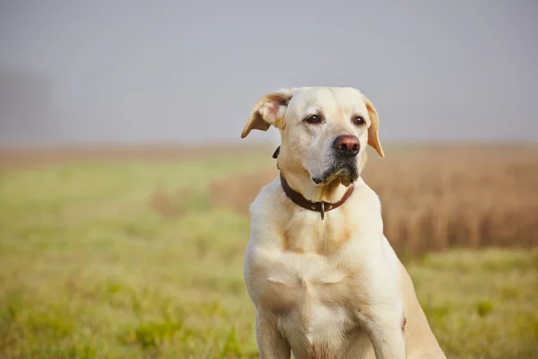Cão no campo — Fotografia de Stock