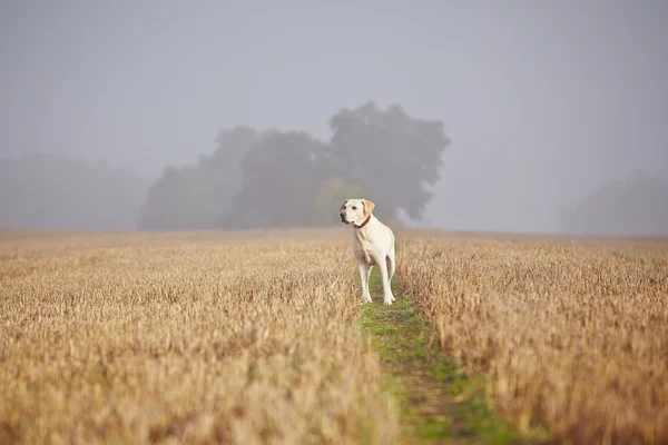 Cane sul campo — Foto Stock
