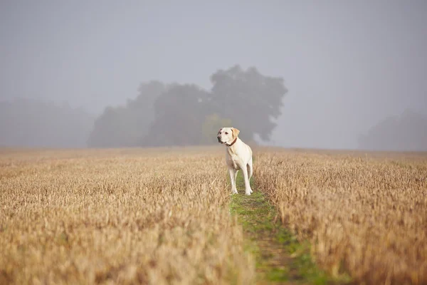 Anjing di lapangan — Stok Foto