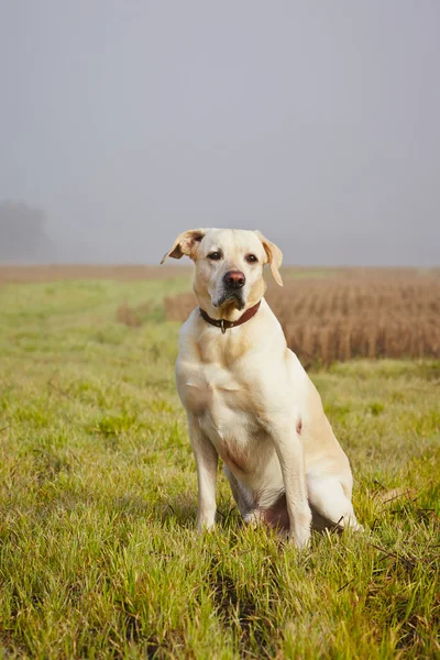 Perro en el campo —  Fotos de Stock