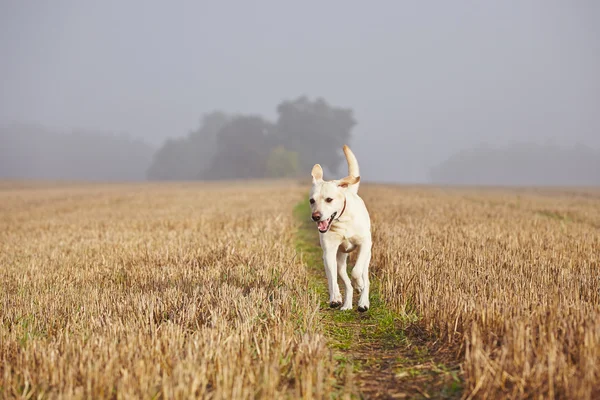 Hund på fältet — Stockfoto