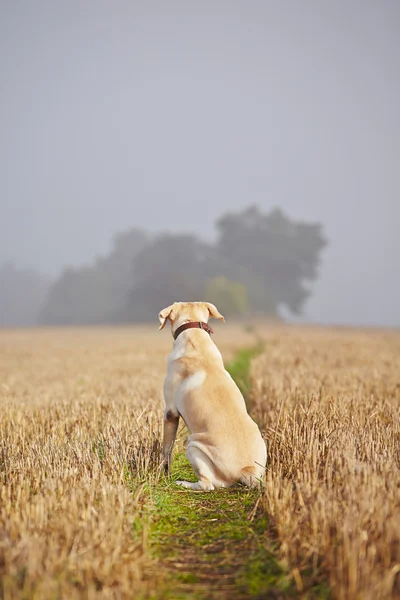 Собака на поле — стоковое фото