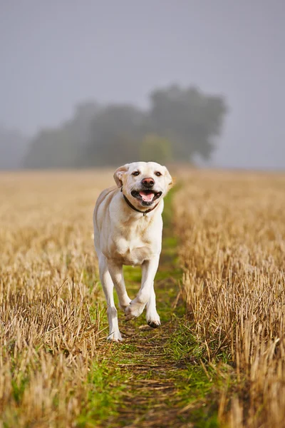 Cão no campo — Fotografia de Stock