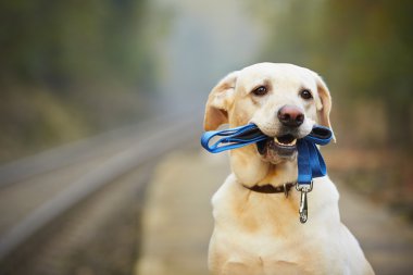 köpek demiryolu platformu