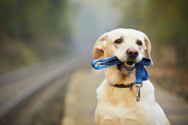 Dog on the railway platform clipart