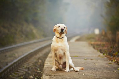 Dog on the railway platform clipart