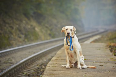 köpek demiryolu platformu