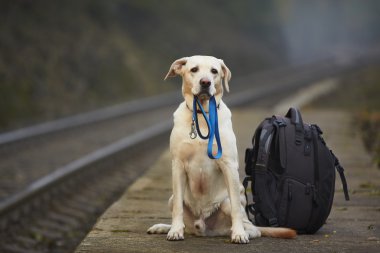 köpek demiryolu platformu