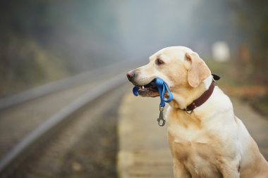 köpek demiryolu platformu
