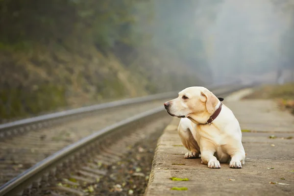 Dog on the railway platform — Stock Photo, Image