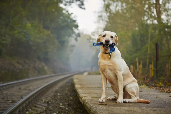 鉄道のプラットホームの上に犬 — ストック写真