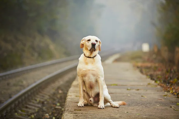 Пёс на железнодорожной платформе — стоковое фото