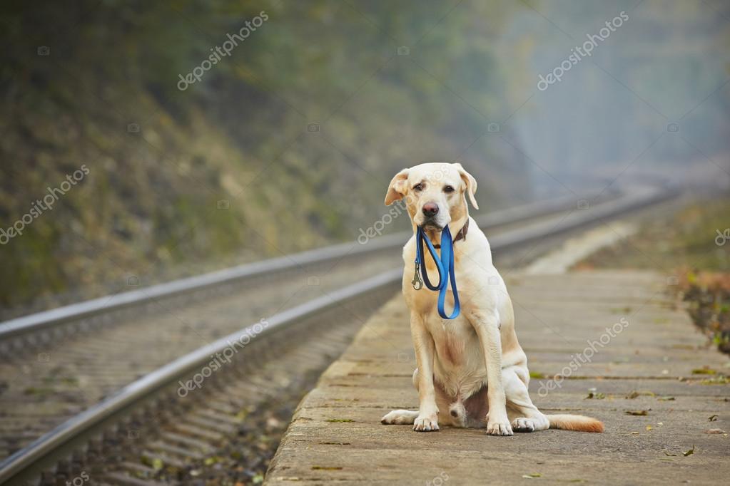 Dog on the railway platform Stock Photo by ©Chalabala 54798677