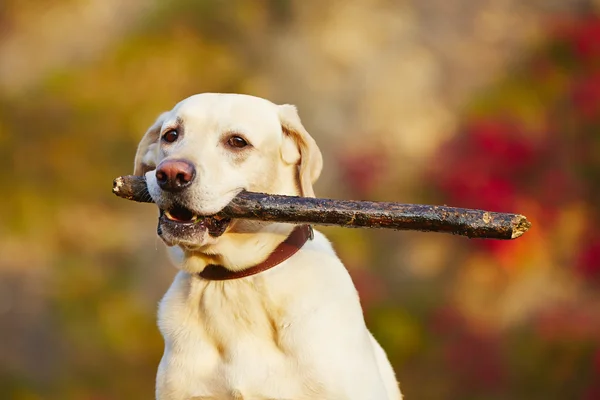 Perro con palo — Foto de Stock