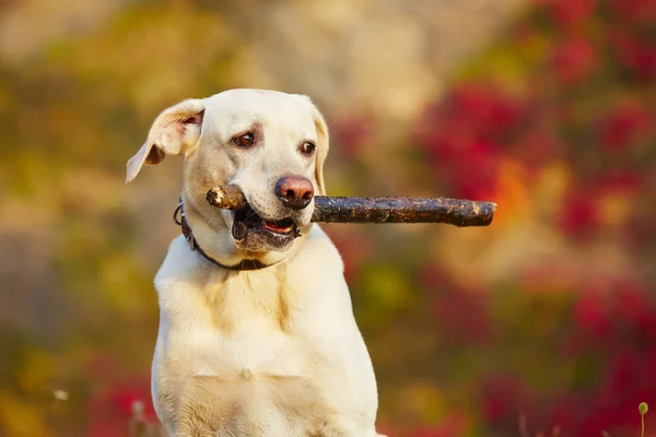 棒で犬 — ストック写真