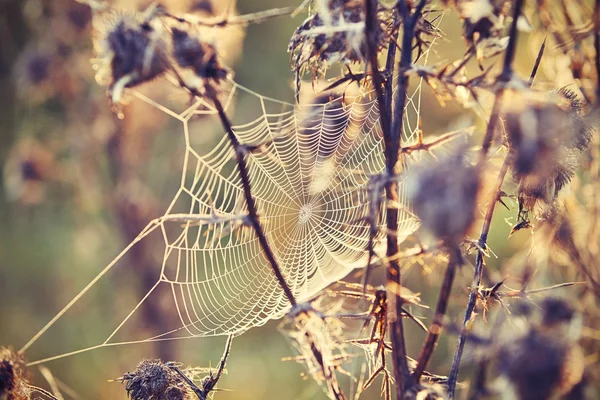 Thistle with cobweb — Stock Photo, Image