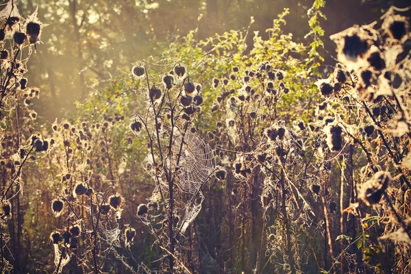 Thistle with cobweb — Stock Photo, Image